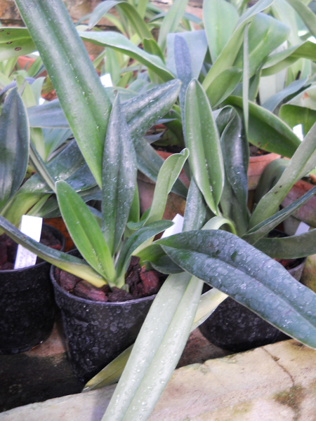 Paphiopedilum pinocchio x vietnamense.jpg