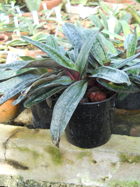 Paphiopedilum glaucophyllum x chamberlainianum x glanduliferum.jpg