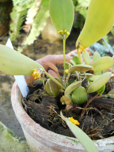 Pleurothallis luteola.jpg