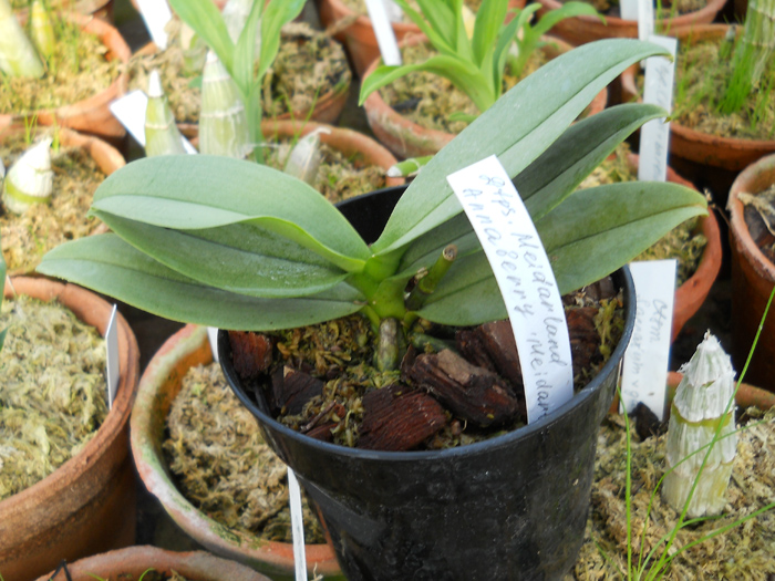 Doritaenopsis Meidarland Annaberry 'Meidarland'.jpg