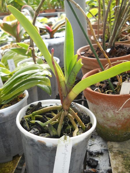 Doritis pulcherrima.jpg