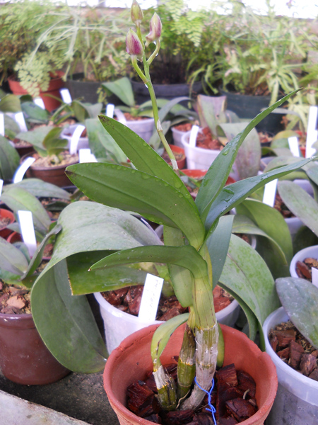 Dendrobium Emma Red Beauty.jpg