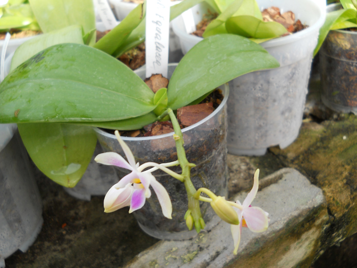 Phalaenopsis Equalacea.jpg