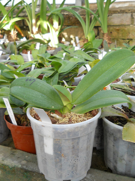 Phalaenopsis Mini Dog.jpg