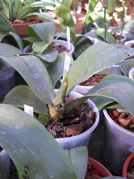 Орхидея Phalaenopsis Sogo Cake.jpg