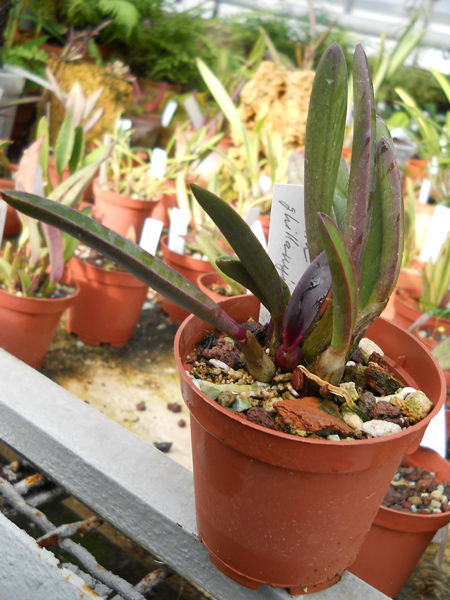 Laelia ghillanyi.jpg