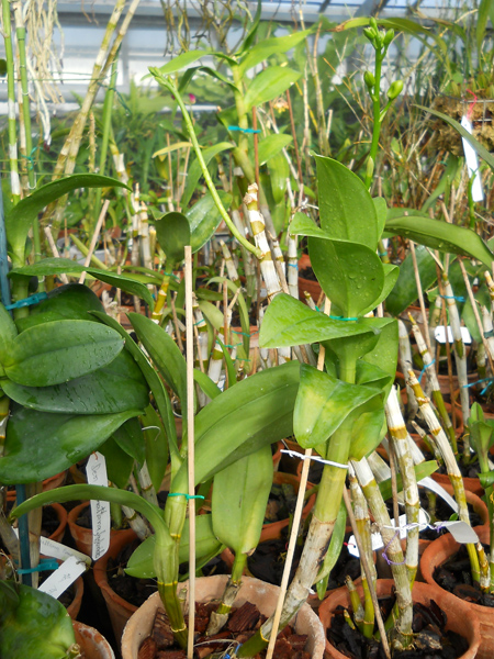 Dendrobium Pinwattana.jpg