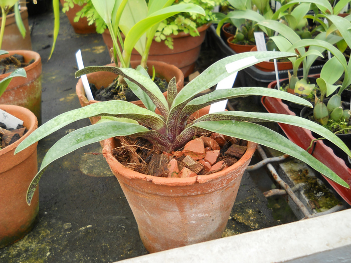 Paphiopedilum micranthum x esquirolei.jpg