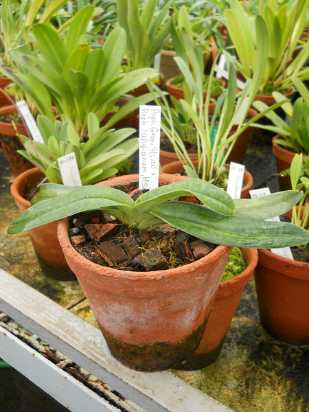 Paphiopedilum Greyi 'Hsiao' x Paphiopedilum hangianum 'Hsiao'.jpg