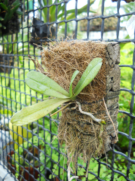Aerangis mystacidii фото.jpg