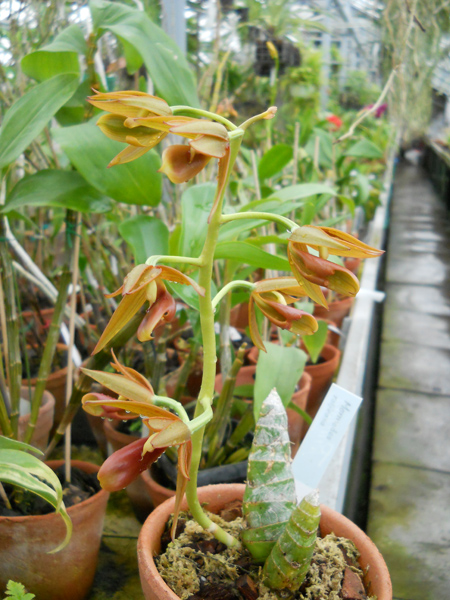 Mormodes rolfeana фото.jpg