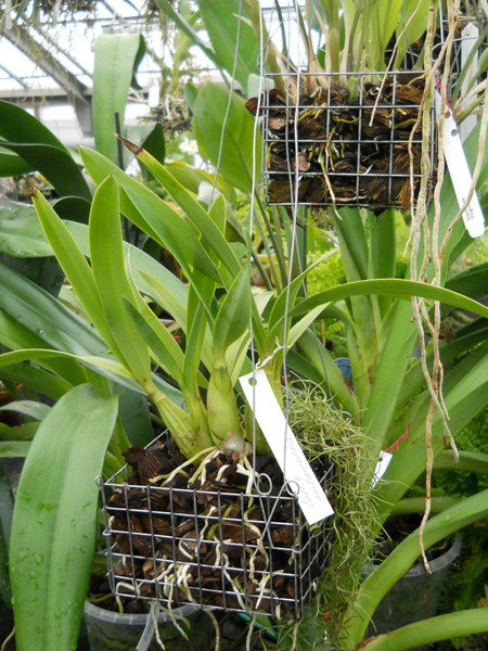 Laelia autumnallis.jpg
