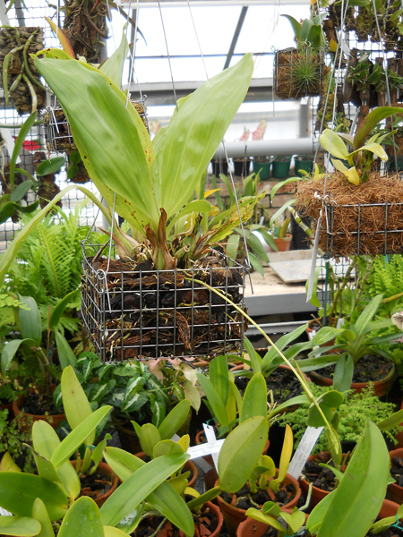 Gongora flaveola.jpg