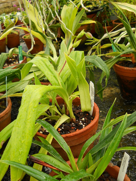 Phragmipedium Hanne Popow (besseae x schlimii).jpg