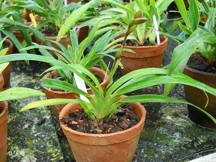 Орхидея Phragmipedium Olaf Gruss (besseae x pearcei).jpg