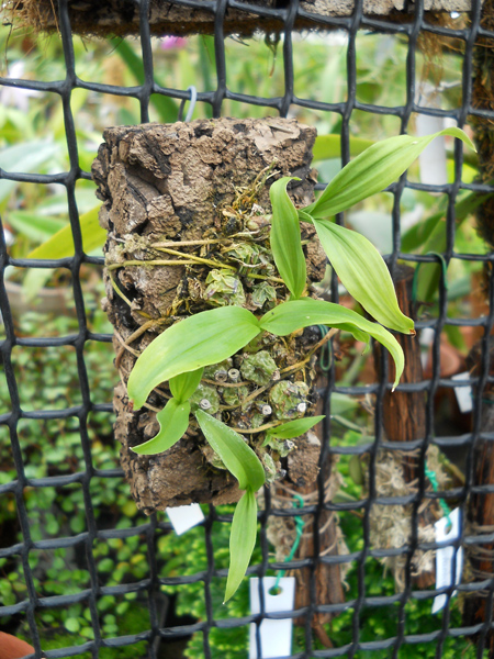 Coelogyne schilleriana.jpg