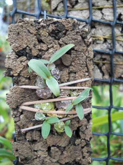 Drymoda siamensis.jpg