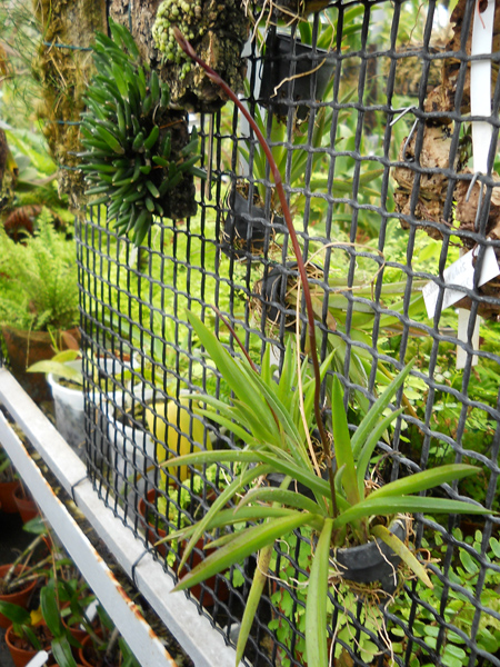 Oncidium (Tolumnea) Mix фото.jpg