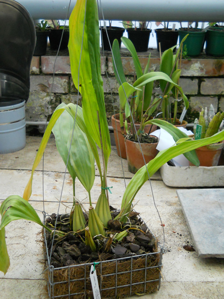 Coryhopea Cutucu.jpg