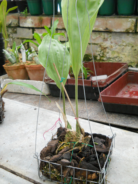 Stanhopea nigripes.jpg