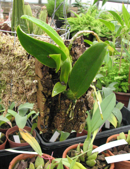 Laeliocattleya Mini Purple 'Blue Queen'.jpg
