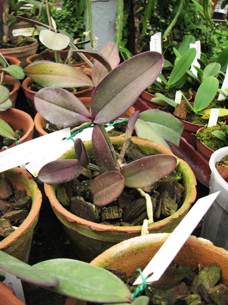 Cattleya schilleriana 'Guaraparí' x Cattleya schilleriana 'Olinda'.jpg
