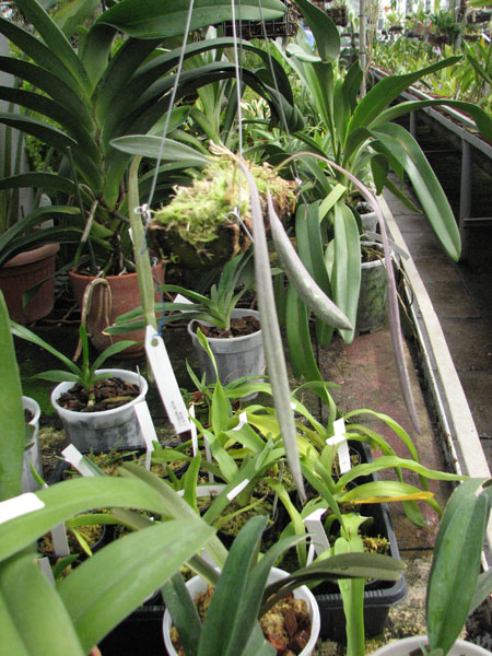 Masdevallia caesia фото.jpg
