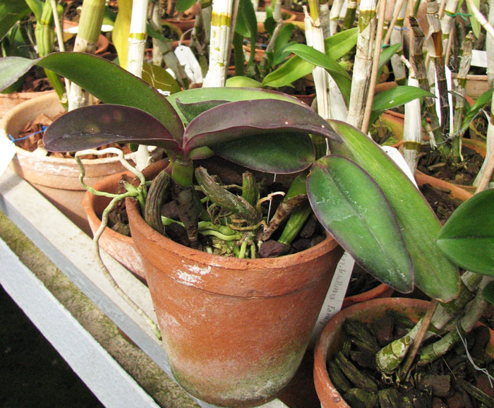 Cattleya (walkeriana 'coerulea' x Cattleya schilleriana 'coerulea') x Cattleya walkeriana x Laeliocattleya Dincoruna 'coerulea'.jpg