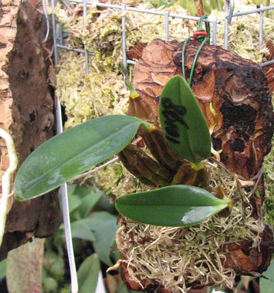 Dendrobium jenkinsii.jpg