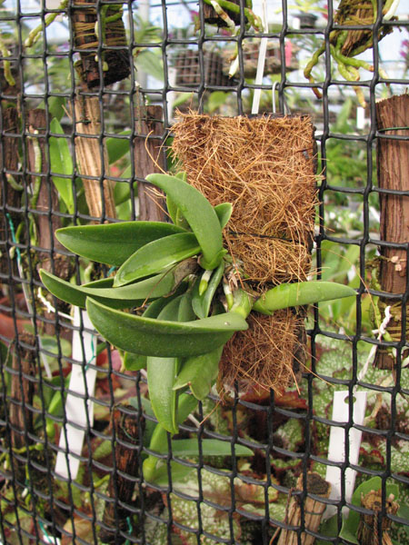 Laelia sincorana var coerulea.jpg