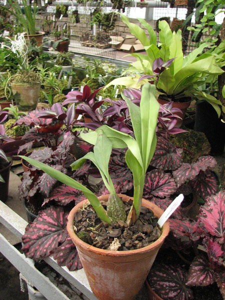 Odontoglossum crispum.jpg