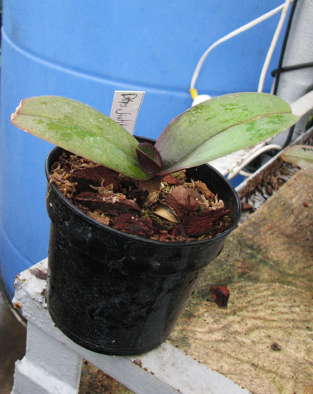 Doritaenopsis Jiuhbao Fairy 'ORCHIS'.jpg