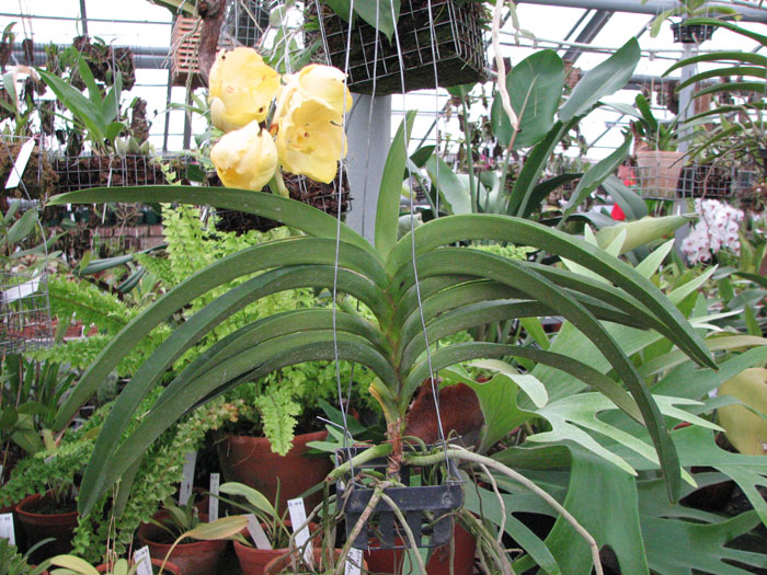 Ascocenda Jiraprabha x Vanda (Devaraks -Ascocenda Butterfly) желтая ванда.jpg