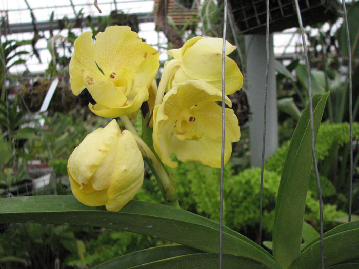 Ascocenda Jiraprabha x Vanda (Devaraks -Ascocenda Butterfly) цветки.jpg