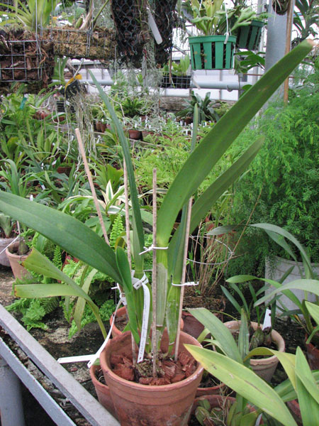 Laelia purpurata rosa-cereja.jpg