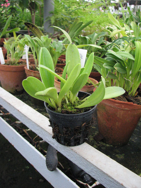 Masdevallia tovarensis.jpg