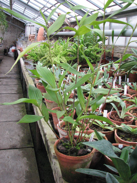 Sobralia gentryi.jpg