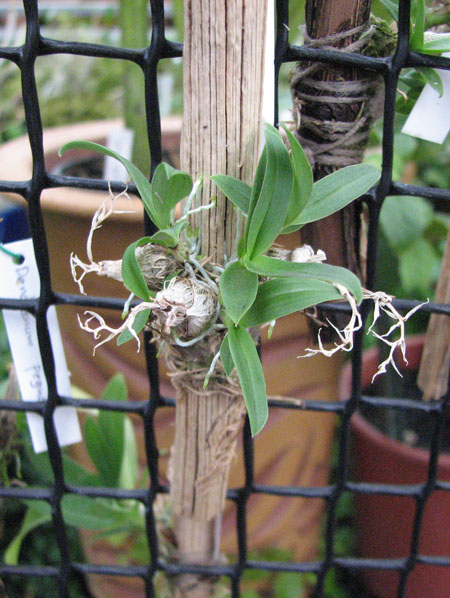 Dendrobium peguanum.jpg