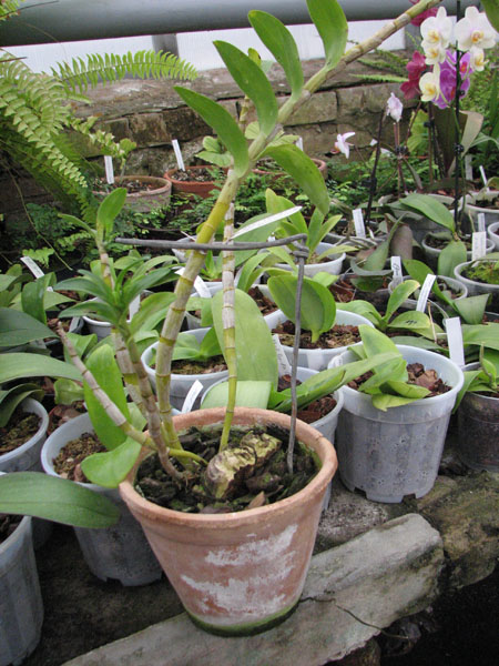 Dendrobium sanderae var luzonicum.jpg