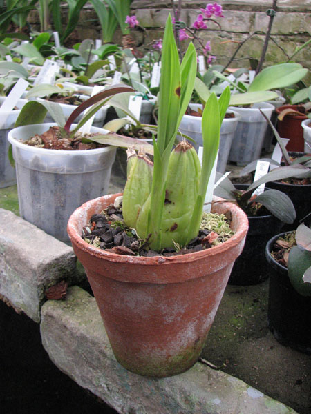 Ida heynderycxii.jpg