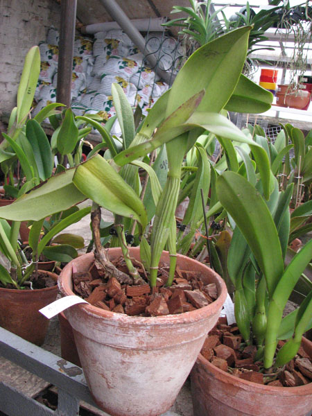 Brassolaeliocattleya Pamela Finney 'All Victory'.jpg