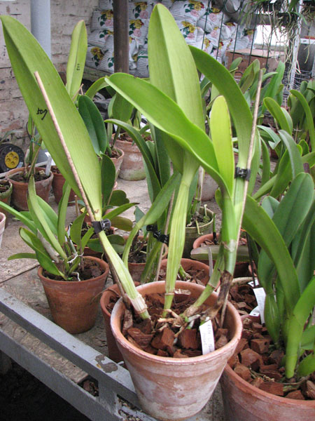 Rhyncholaeliocattleya Li Cheng Mary 'Pearl'.jpg