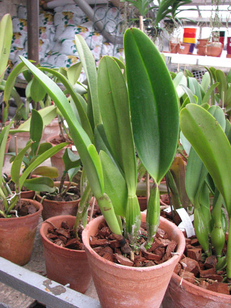 Brassolaeliocattleya Pink Empress 'Ju-Sen'.jpg