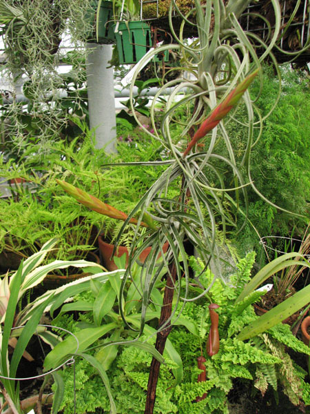 Tillandsia hybrid 'Papas Liebling'.jpg