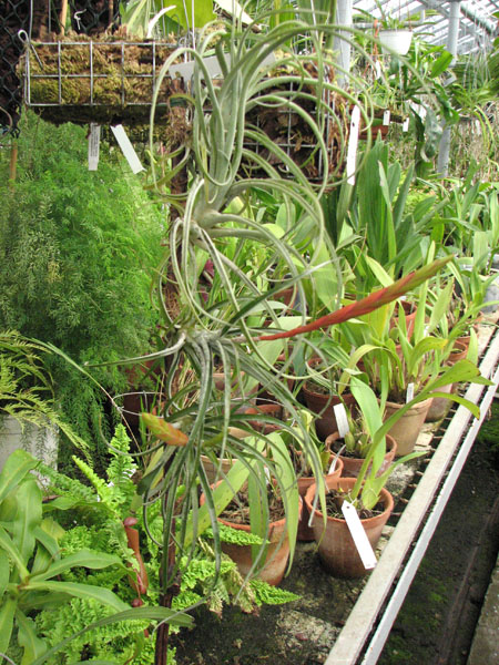 Tillandsia hybrid 'Papas Liebling' фото.jpg
