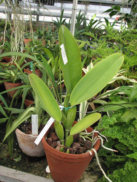 Cattleya warneri alba 'Alvinha' x Cattleya warneri semi alba integra orlata.jpg