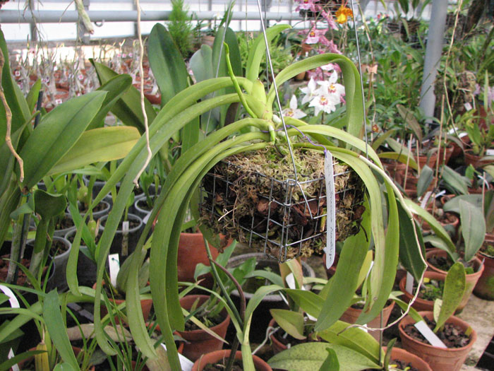 Phalaenopsis pantherina x lamelligera.jpg