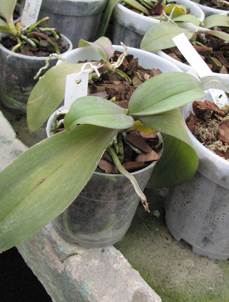 Phalaenopsis Mini Mark 'Maria Teresa'.jpg