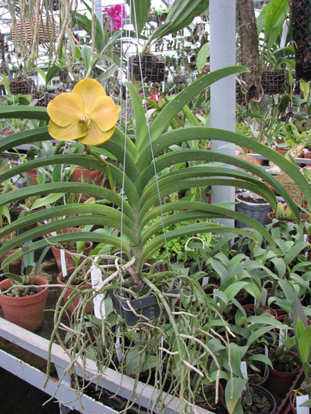 Ascocenda Laurel Paul x Vanda Pranermprai orchid.jpg