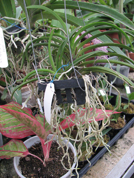 Neostylis Lou Sneary.jpg